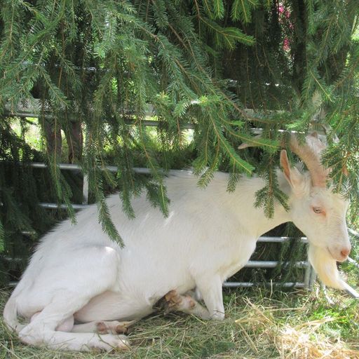 Biela krátkosrstá koza – základná charakteristika národného plemena kôz