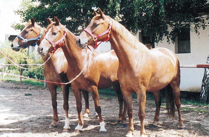 Slovenský športový pony a jeho 20-ročná existencia
